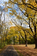 Fototapeta premium Bike trail with yellowing leaves on tall trees in October / Autumn