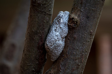 Macro of a Cope's Gray Tree Frog wedged between two limbs. Could be a meme for in a tight spot or stuck at home. North Carolina.