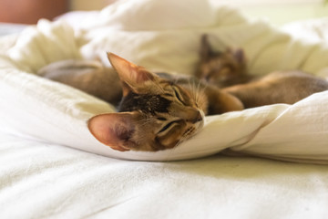 Adorable abyssinian kittens