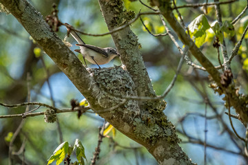 A busy blue-gray gnatcatcher prepares its nest for its spring babies. Standing on edge.