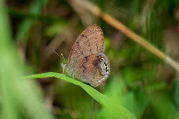 A gemmed satyr delicately rests on a leaf. Piedmont of North Carolina.