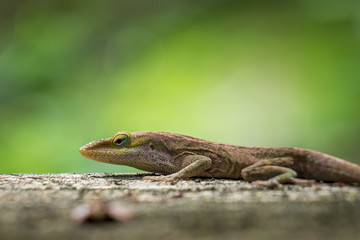 A Carolina anole, also known as a green anole. North Carolina.