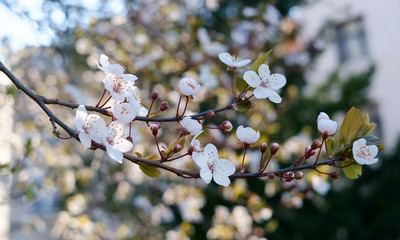 Flowers blossom just before the spring starts.