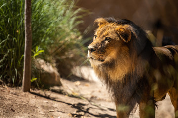 Male Lion