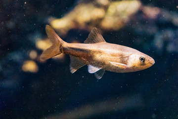 California freshwater hitch, a native fish swimming