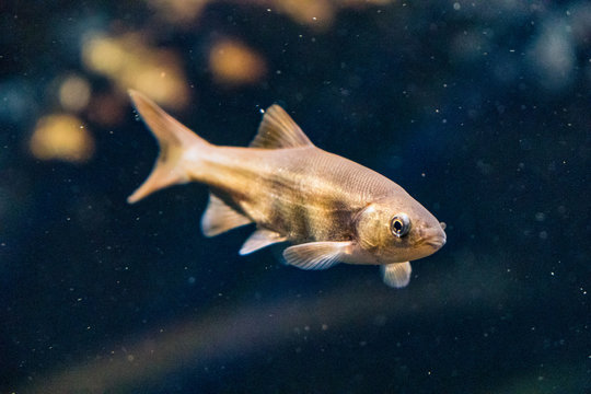 California freshwater hitch, a native fish looking at viewer