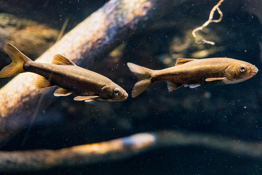 California freshwater hitch, a native fish pair swimming