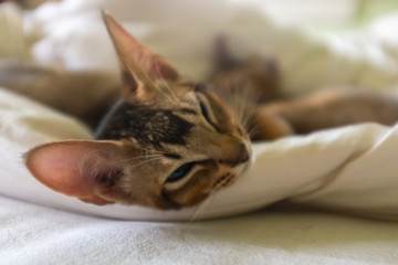 Adorable abyssinian kittens