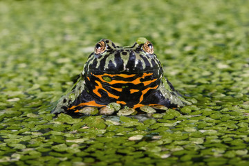 frog on the grass
