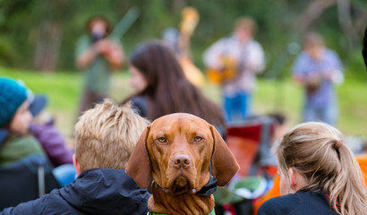 Grumpy dog looks at viewer during outdoor music show