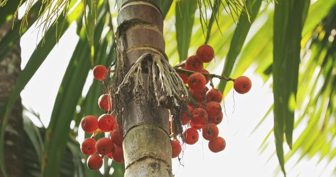Goa, India. Areca Catechu Palm With Narcotic Nuts On Background Green Leaves