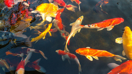 Many colorful koi fish play in the pool and wait for the party. The concept of fighting for food...