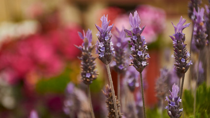 Obraz premium Lavender Color