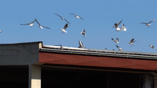 Flying Flock of Seagull Water Bird Animal