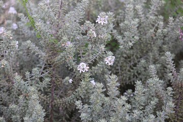 Westringia Smokey shrub with small white flowers in a garden.