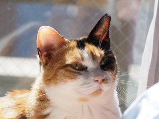 リラックスした猫