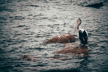 Australian Pelican