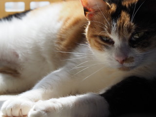 リラックスした猫