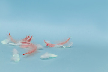 White and pink feather texture on a blue background. Feather background.