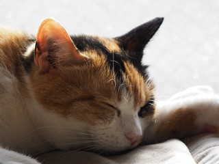 リラックスした猫