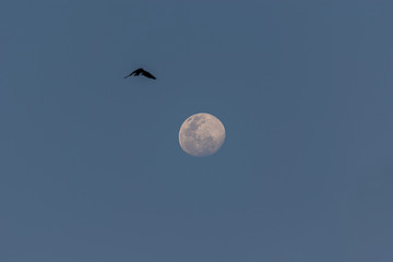 Moon and bird