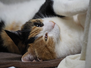リラックスした猫