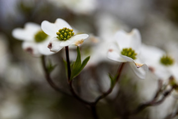 Dogwood Flower