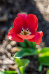 Obraz premium Red Tulip