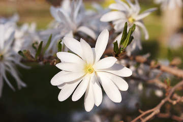 Magnolia stellata flower. White flower star magnolia bloom on Magnolia tree. Single white flower of magnolia, flowering tree in the garden, close up.