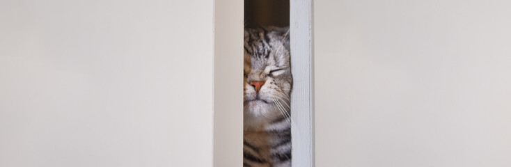 顔でドアを押し開けて「むにゅっ」と登場する猫