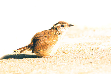 Baby Carolina Wren Looking into the Light
