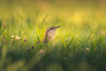 Mama Carolina Wren is So Desperately Searching for Food for Her Three Baby Wrens