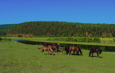 Walking horses on a hot summer day in Siberia, Irkutsk region
