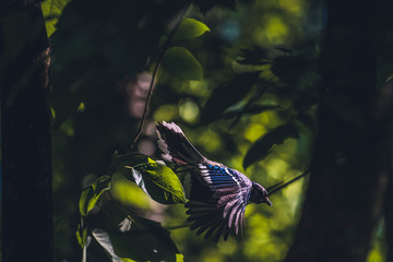 Bluejay Dives for His Dinner