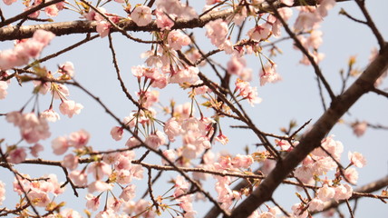 桜淵公園 五分咲きの桜