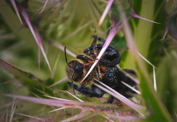 This Spider has Caught a Honeybee for Lunch