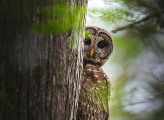 Peekaboo Owl See Whoooo