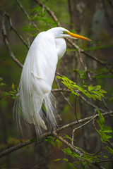 Great Egret in a Louisiana Swamp