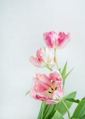Beautiful pink parrot tulips on white background