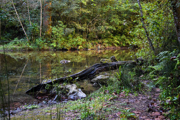 Trunk dipping in the river