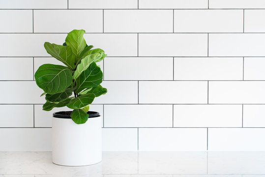 Fiddle leaf fig, Ficus lyrata, pot plant with white subway tiles in background and copy space