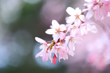 シダレザクラ　枝垂れ桜　サクラ満開