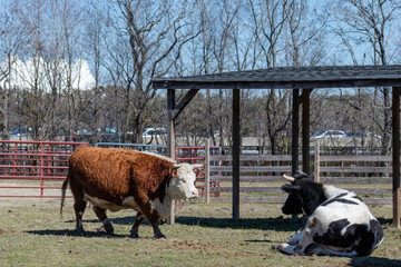 Two bulls together in the pasture of Bluebird Gap Farm Park in Hampton, Virginia.