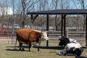 Two bulls together in the pasture of Bluebird Gap Farm Park in Hampton, Virginia.