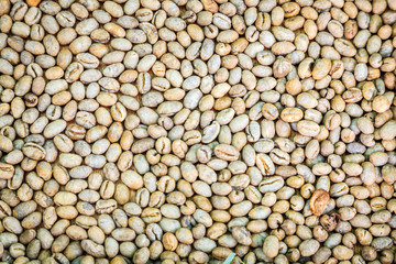 Raw coffee beans