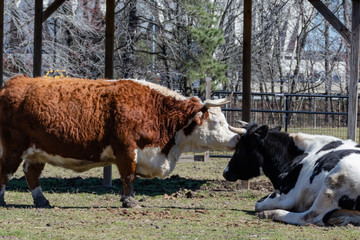 Two bulls together in the pasture of Bluebird Gap Farm Park in Hampton, Virginia.