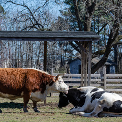 Two bulls together in the pasture of Bluebird Gap Farm Park in Hampton, Virginia.