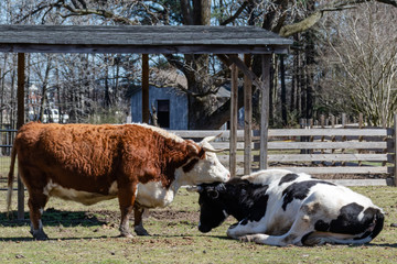 Two bulls together in the pasture of Bluebird Gap Farm Park in Hampton, Virginia.