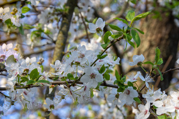 Beautiful blooming trees with small white flowers. Shallow depth of field.