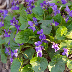 Beautiful spring lilac flowers. Shallow depth of field.